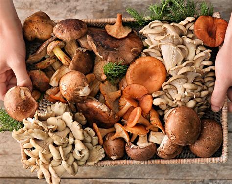 The role of mushrooms in sustainable agriculture